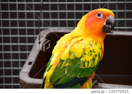 コガネメキシコインコ 135772915