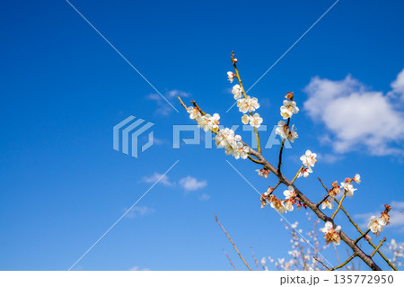 青空を背景にした梅の花 青空を背景にした梅の花 135772950