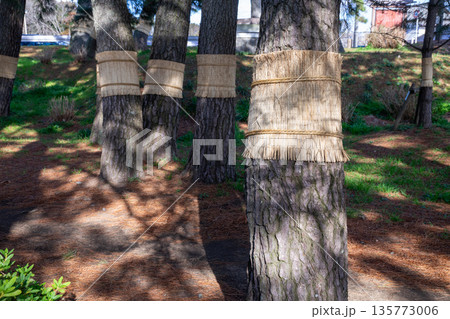 こも巻き 135773006