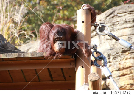 動物公園のオランウータン 135773257