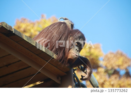 動物公園のオランウータン 動物公園のオランウータン 135773262