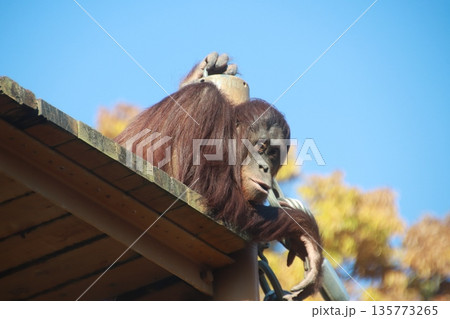 動物園のオランウータン 動物園のオランウータン 135773265