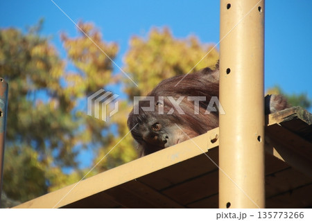 動物公園のオランウータン 135773266