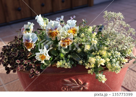 水色フリルビオラの寄せ植え 水色フリルビオラの寄せ植え 135773399