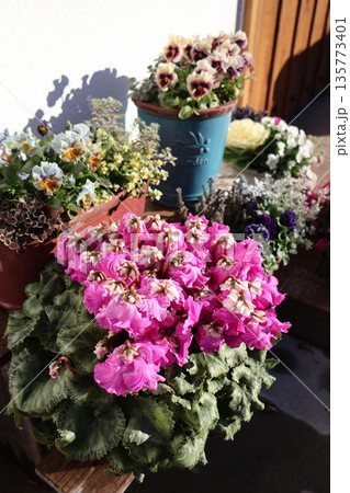 玄関前の冬の花寄せ鉢 135773401