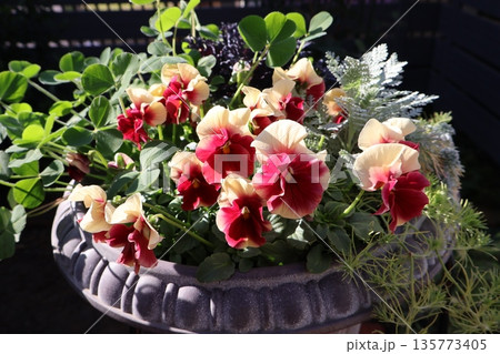 バイカラーフリルビオラの寄せ植え バイカラーフリルビオラの寄せ植え 135773405