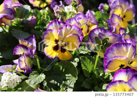 紫と黄色のバイカラービオラの花 紫と黄色のバイカラービオラの花 135773407