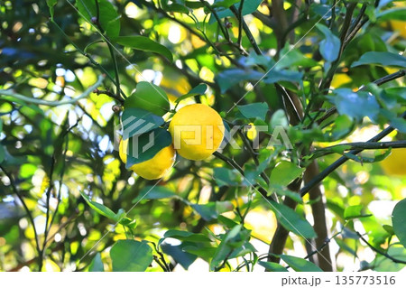 収穫間近のゆずの実　 135773516