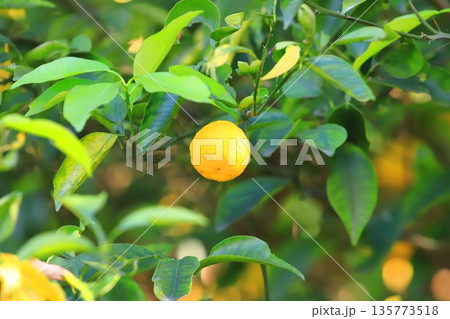 収穫間近のゆずの実　 135773518