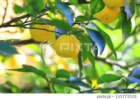 収穫間近のゆずの実　 135773520