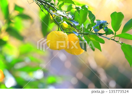 収穫間近のゆずの実　 135773524