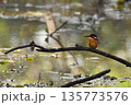 カワセミ 135773576