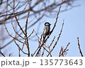 シジュウカラ 135773643