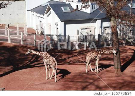 動物園のキリン 動物園のキリン 135773654