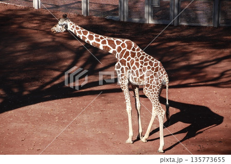 動物園のキリン 135773655