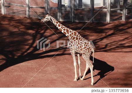 動物園のキリン 動物園のキリン 135773656