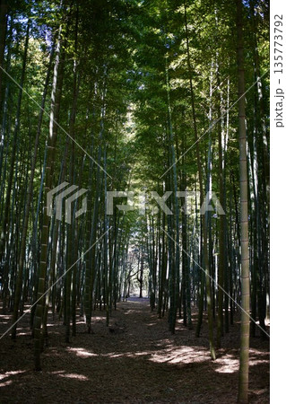 竹林のある風景 135773792