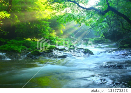 美しい光芒の出る菊池渓谷（熊本県菊池市） 135773838