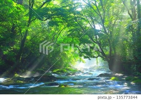 美しい光芒の出る菊池渓谷(熊本県菊池市) 美しい光芒の出る菊池渓谷(熊本県菊池市) 135773844