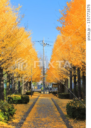 西亀有せせらぎ公園（イチョウ並木と風に舞う葉っぱ） 135773876