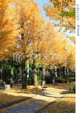 西亀有せせらぎ公園（イチョウ並木と風に舞う葉っぱ） 135773877