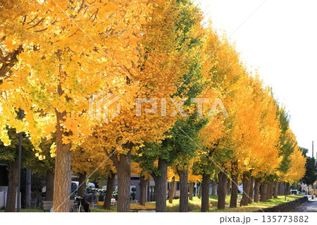 西亀有せせらぎ公園(イチョウ並木と風に舞う葉っぱ) 西亀有せせらぎ公園(イチョウ並木と風に舞う葉っぱ) 135773882