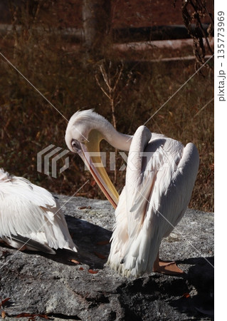 ペリカン 135773969