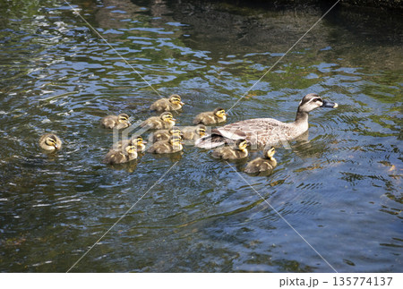 親水公園で泳ぐ13羽の親子の鴨 親水公園で泳ぐ13羽の親子の鴨 135774137