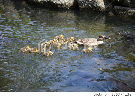 親水公園で泳ぐ13羽のカルガモの親子 親水公園で泳ぐ13羽のカルガモの親子 135774138