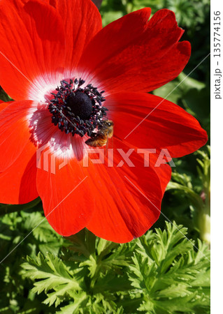 春3月赤いアネモネの花の蜜を吸うミツバチ 135774156