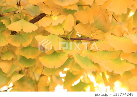 イチョウ並木と緑から黄色に紅葉する葉っぱ　 135774249