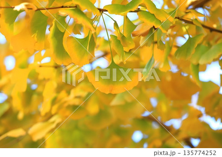イチョウ並木と緑から黄色に紅葉する葉っぱ　 135774252