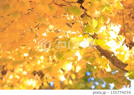 イチョウ並木と緑から黄色に紅葉する葉っぱ イチョウ並木と緑から黄色に紅葉する葉っぱ 135774259