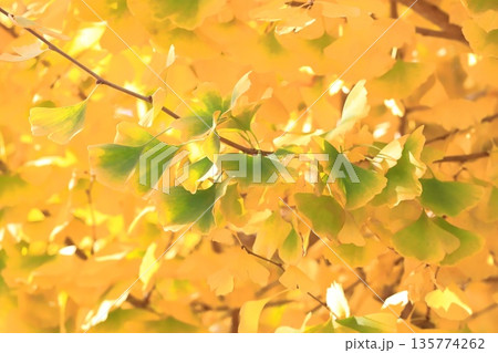イチョウ並木と緑から黄色に紅葉する葉っぱ イチョウ並木と緑から黄色に紅葉する葉っぱ 135774262