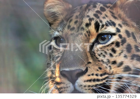 アムールヒョウ アムールヒョウ 135774329