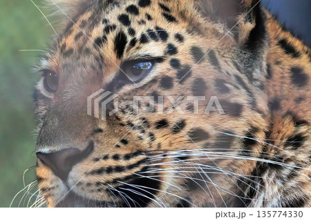 アムールヒョウ 135774330