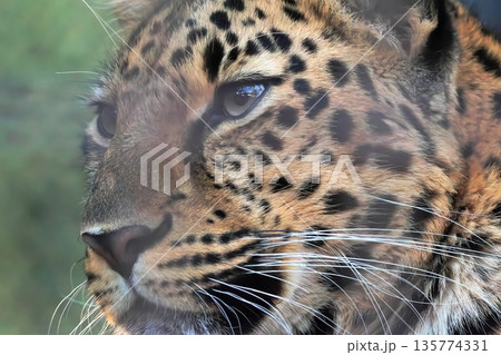 アムールヒョウ 135774331