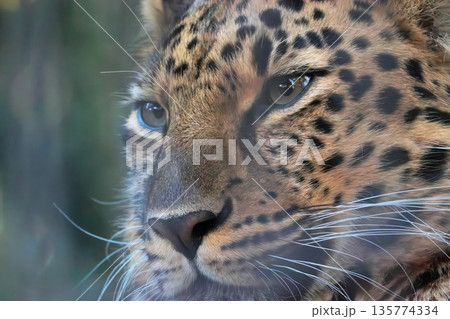 アムールヒョウ 135774334