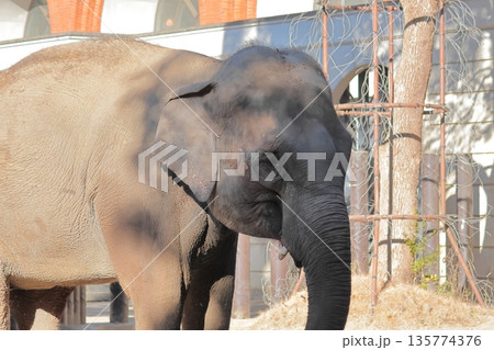 インドゾウ インドゾウ 135774376