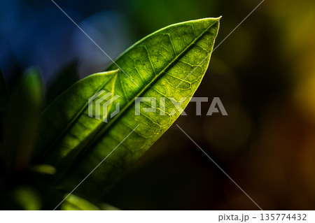 羽根 静脈 葉脈 135774432