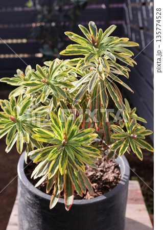 鉢植えのユーフォルビアゴールデンレインボー 135774528