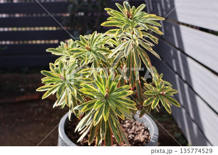 鉢植えのユーフォルビアゴールデンレインボー 鉢植えのユーフォルビアゴールデンレインボー 135774529