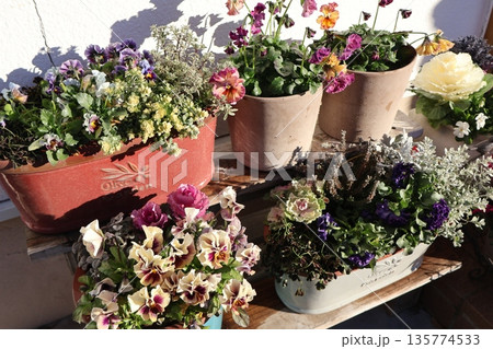 玄関前の花の寄せ植え&寄せ鉢 玄関前の花の寄せ植え&寄せ鉢 135774533