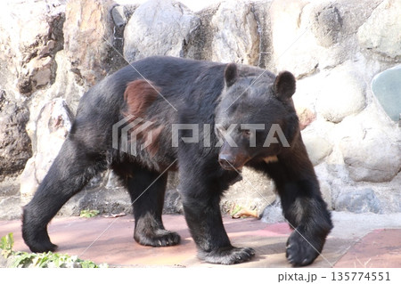ツキノワグマ 135774551