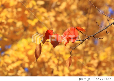 赤く紅葉した桜の葉と黄色いイチョウ　 135774587