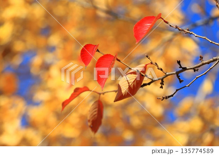 赤く紅葉した桜の葉と黄色いイチョウ 赤く紅葉した桜の葉と黄色いイチョウ 135774589