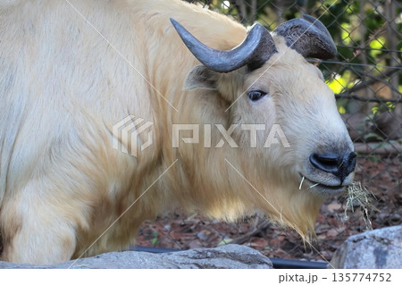 ゴールデンターキン 135774752