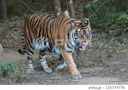 スマトラトラ 135774770