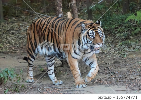 スマトラトラ スマトラトラ 135774771
