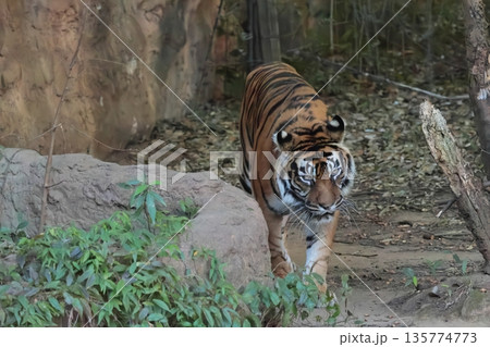 スマトラトラ 135774773